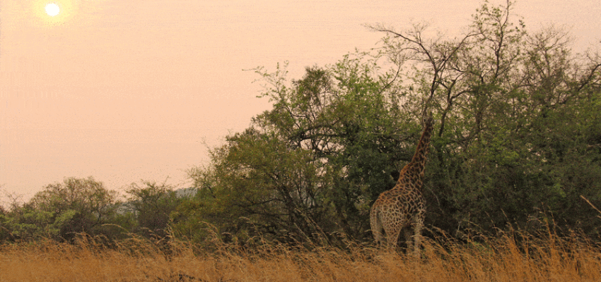 Johannesburg: wynajem prywatnych odrzutowców 