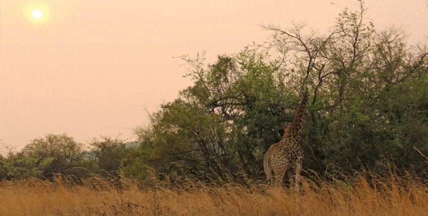 Johannesburg: wynajem prywatnych odrzutowców 