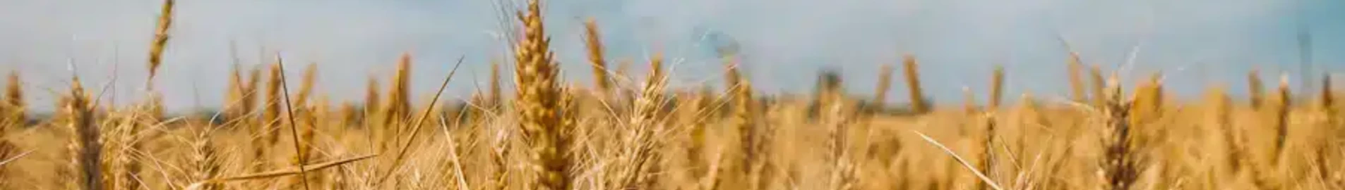 Czarnobajewka: wynajem prywatnych odrzutowców
