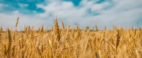 Czarnobajewka: wynajem prywatnych odrzutowców