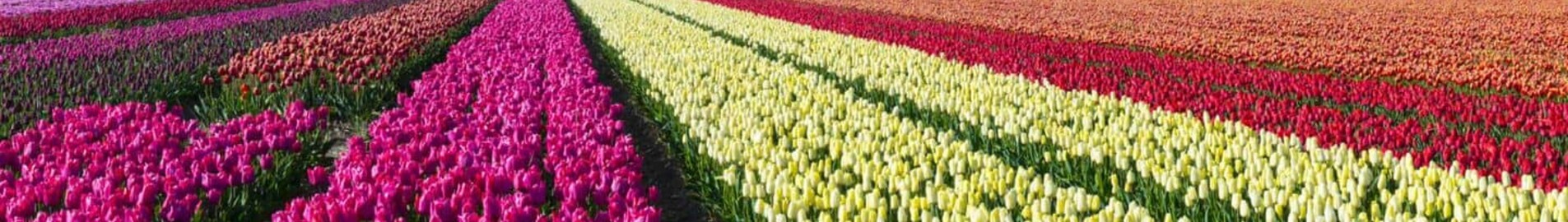 Hoogeveen: prywatna lokalizacja odrzutowca