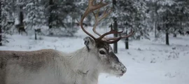 Jokkmokk : wynajem prywatnych odrzutowców