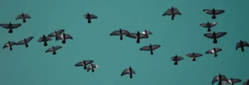 eindhoven: location de jet privé
