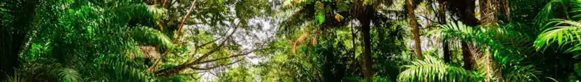 Trynidad i Tobago : Wynajem prywatnych odrzutowców