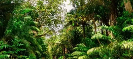 Trinidad Piarco: wynajem prywatnych odrzutowców