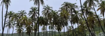 Punta Cana : location de jet privé