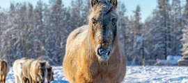 Ulan-ude Mukhino : wynajem prywatnych odrzutowców