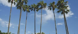 Nowy Jork - Tampa : wynajem prywatnych odrzutowców